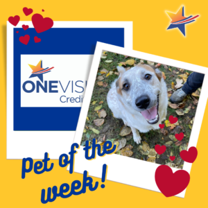 One Vision Pet of the Week